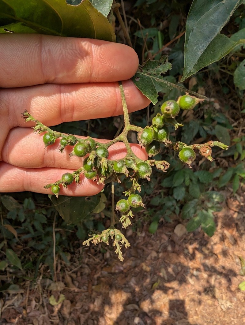 Bertiera breviflora