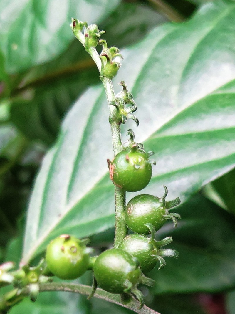 Bertiera breviflora photo 2