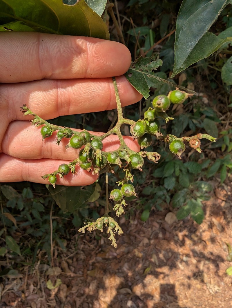 Bertiera breviflora photo 6