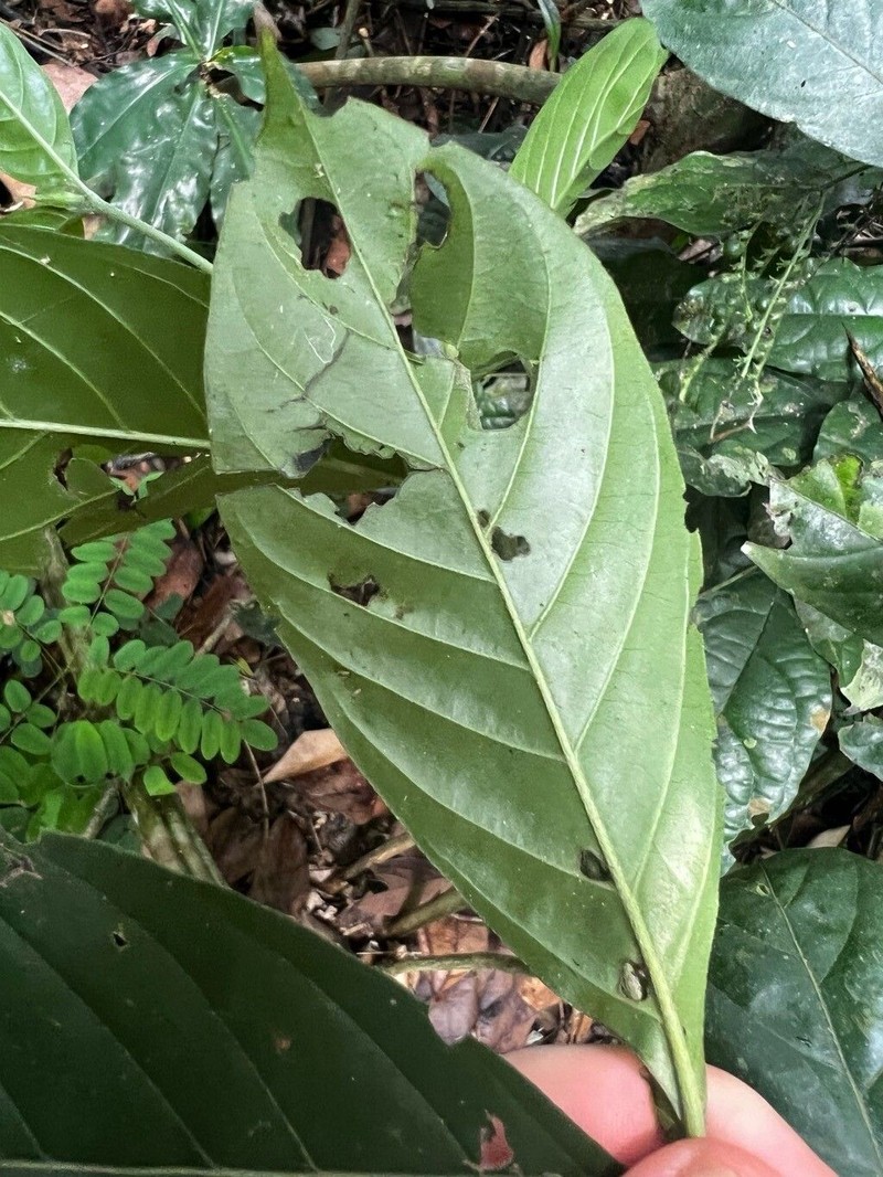 Bertiera breviflora photo 7