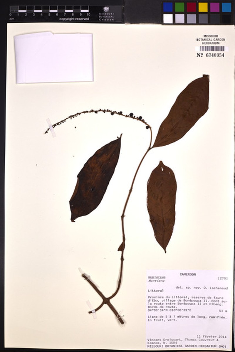 Bertiera chevalieri