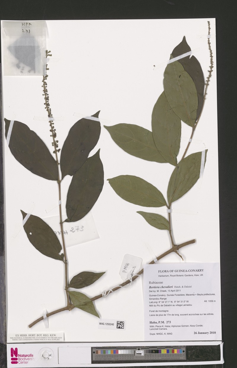 Bertiera chevalieri photo 3