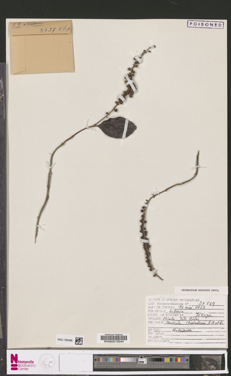 Bertiera chevalieri photo 4