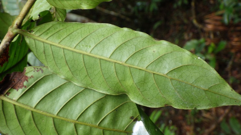 Bertiera congolana