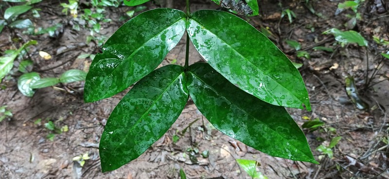 Bertiera elabensis