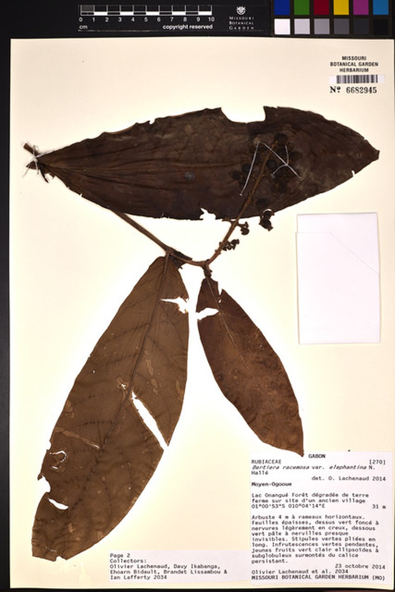 Bertiera elabensis photo 2