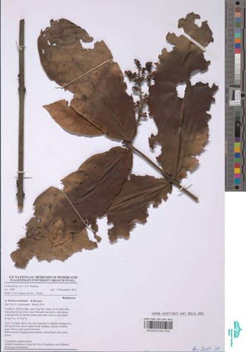 Bertiera elabensis photo 3