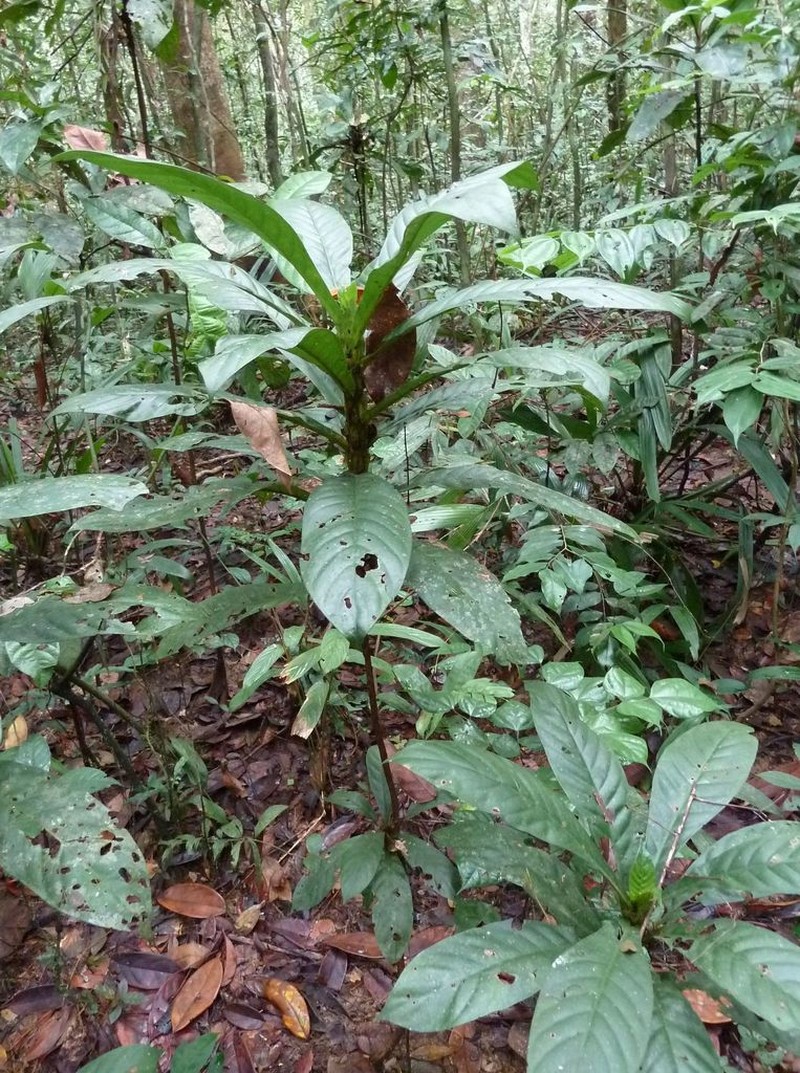 Bertiera fimbriata photo 2