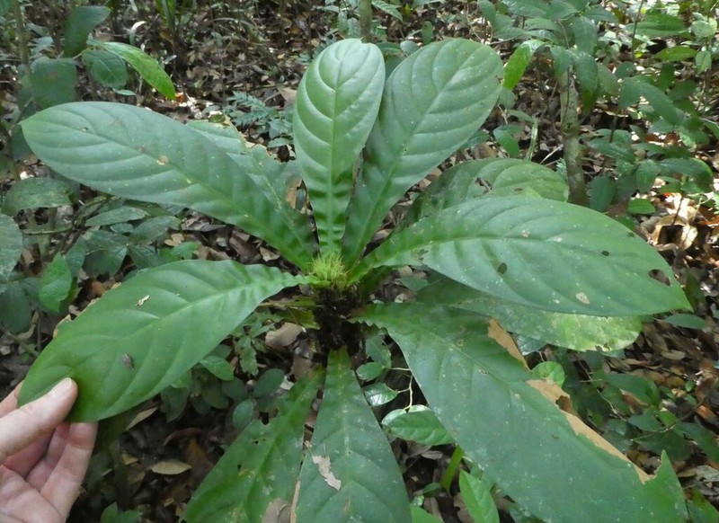 Bertiera fimbriata photo 3
