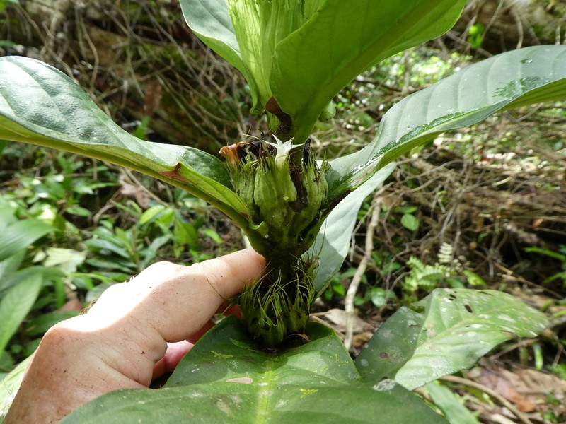 Bertiera fimbriata photo 4