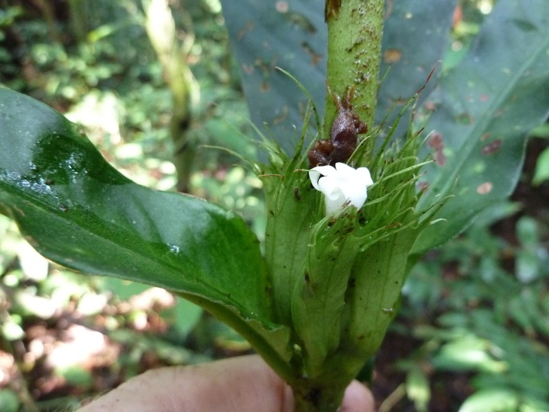Bertiera fimbriata photo 5