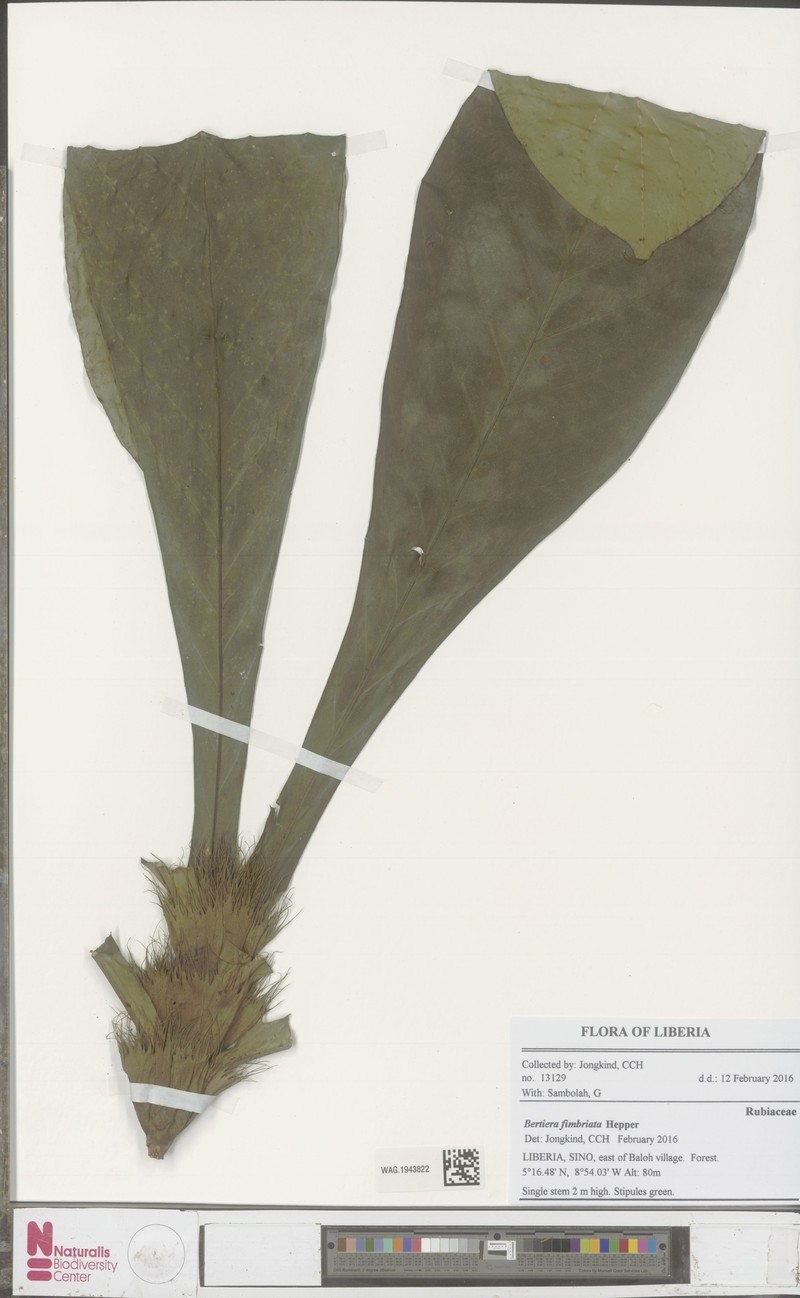 Bertiera fimbriata photo 8