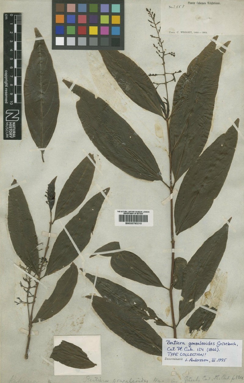 Bertiera gonzaleoides