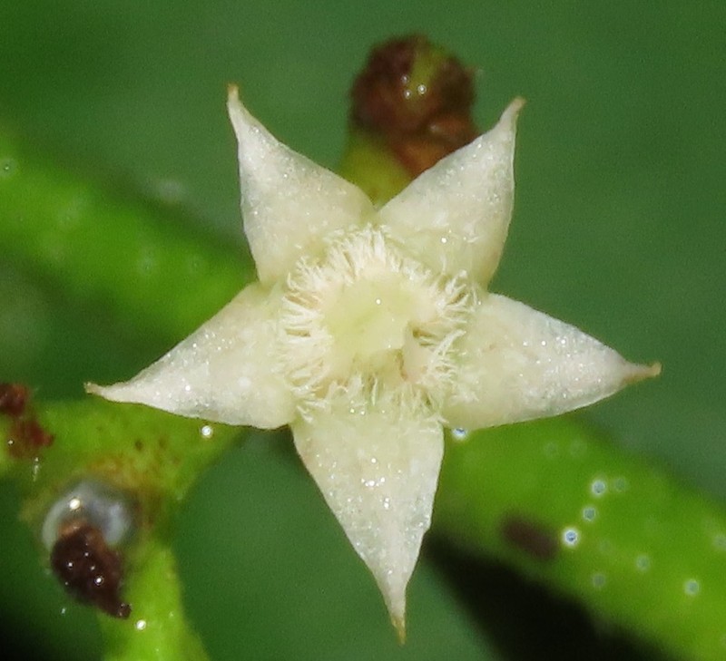 Bertiera guianensis