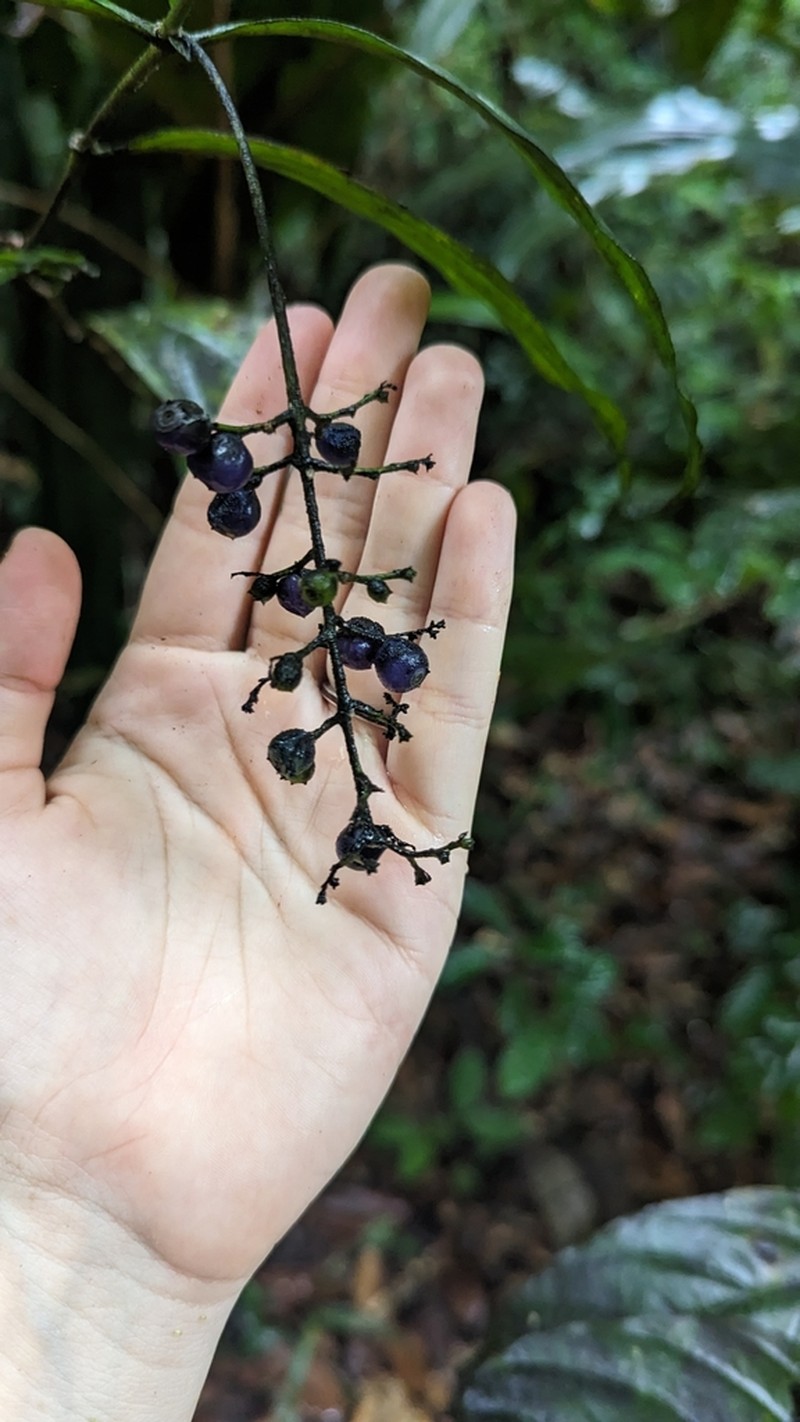 Bertiera guianensis photo 2