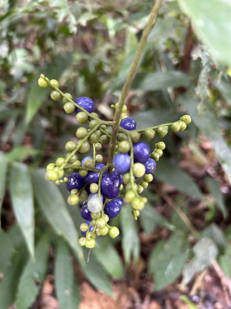 Bertiera guianensis photo 3
