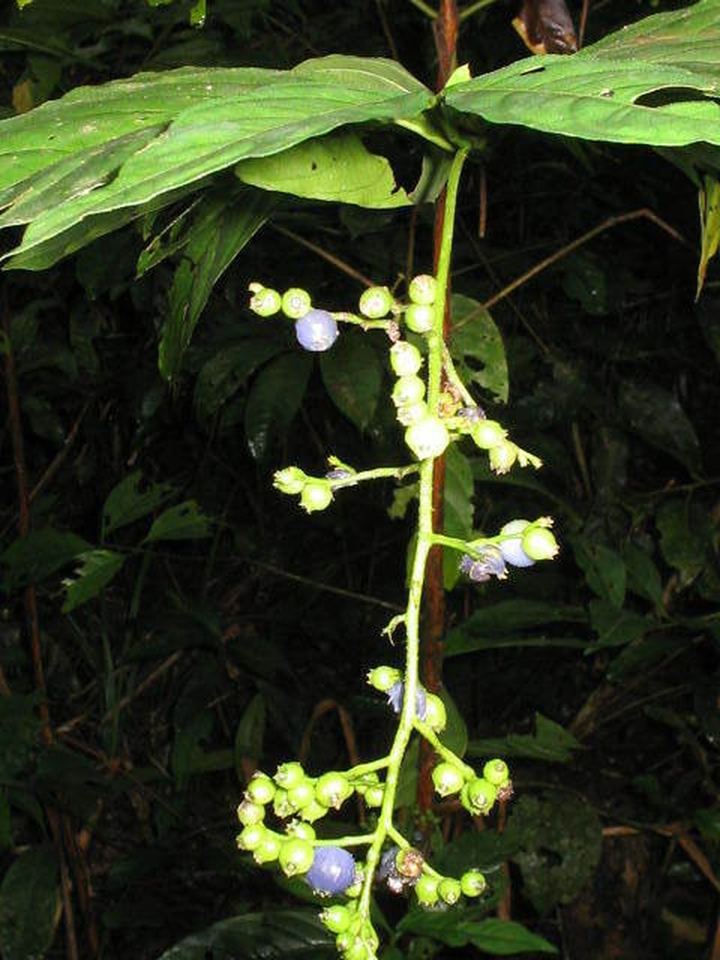 Bertiera guianensis photo 4