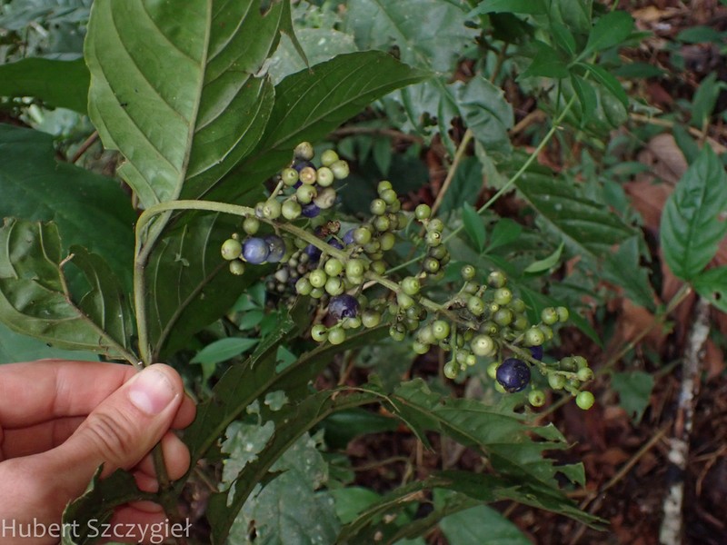 Bertiera guianensis photo 5