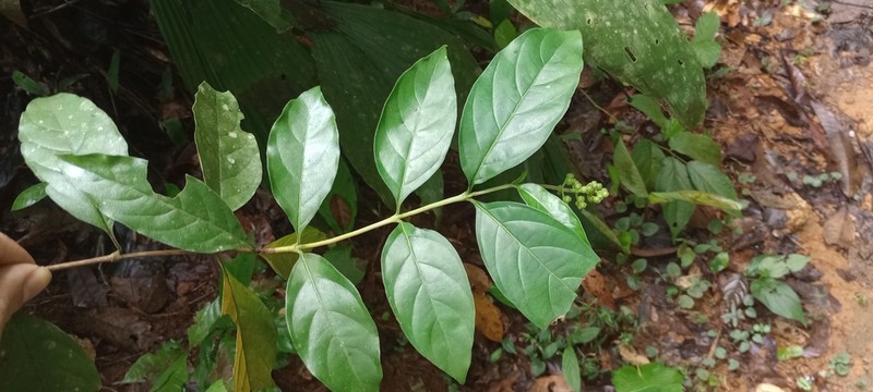 Bertiera guianensis photo 6