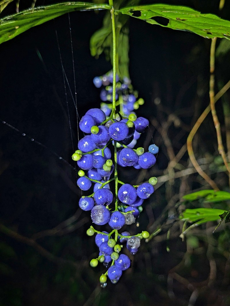 Bertiera guianensis photo 7