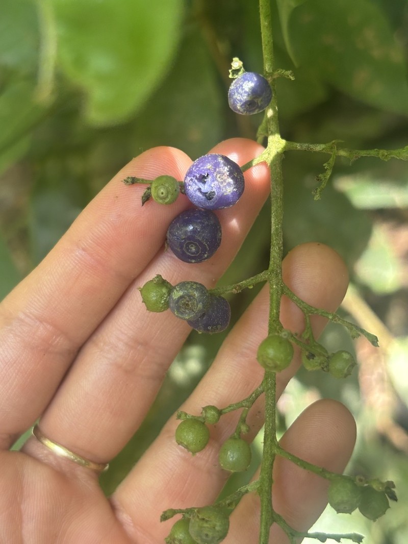 Bertiera guianensis photo 8