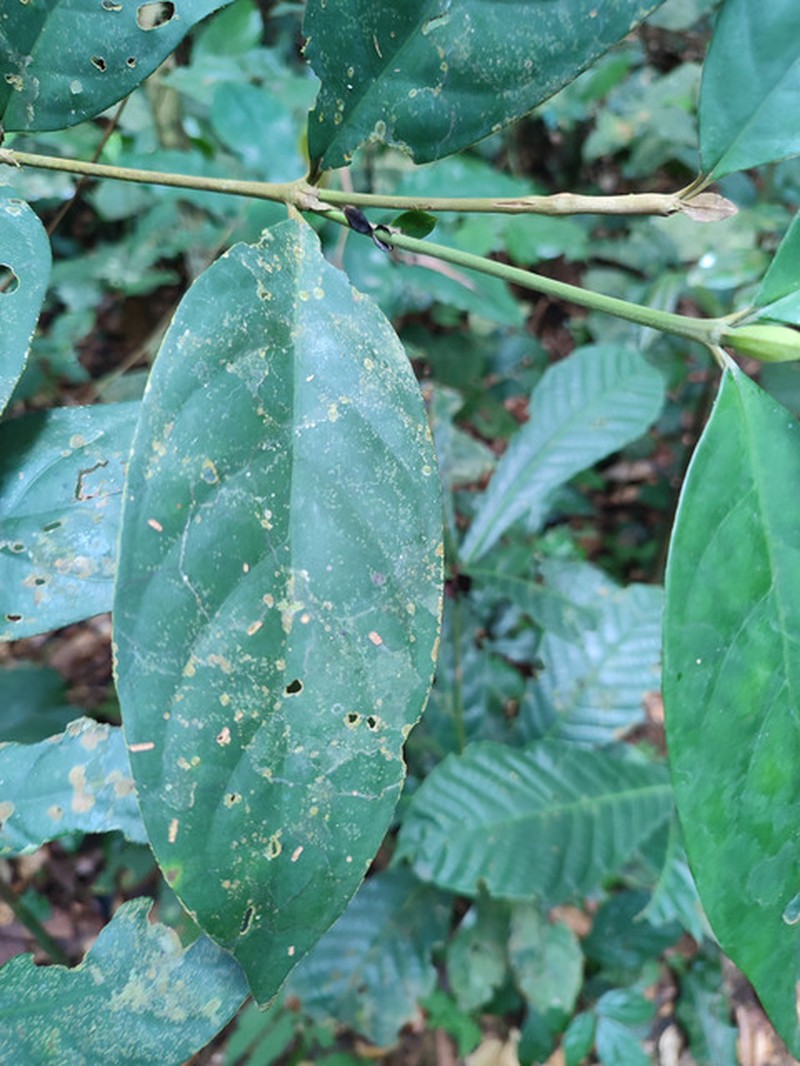 Bertiera iturensis