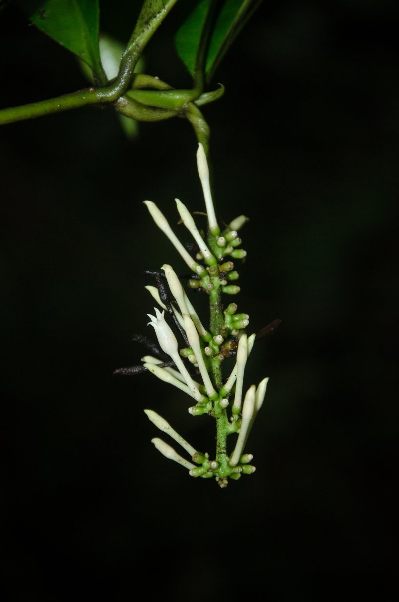 Bertiera lanx