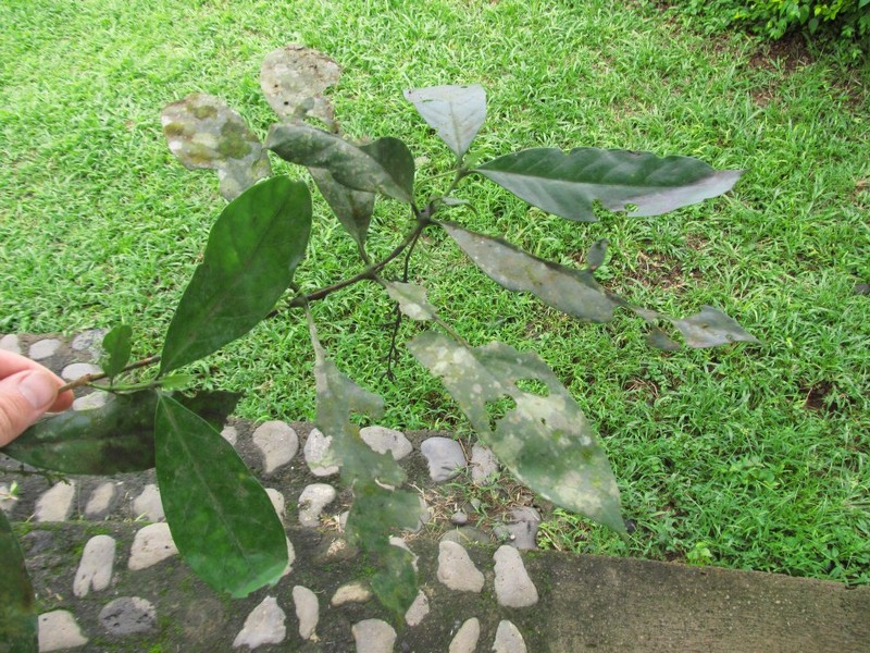 Bertiera laxa photo 3