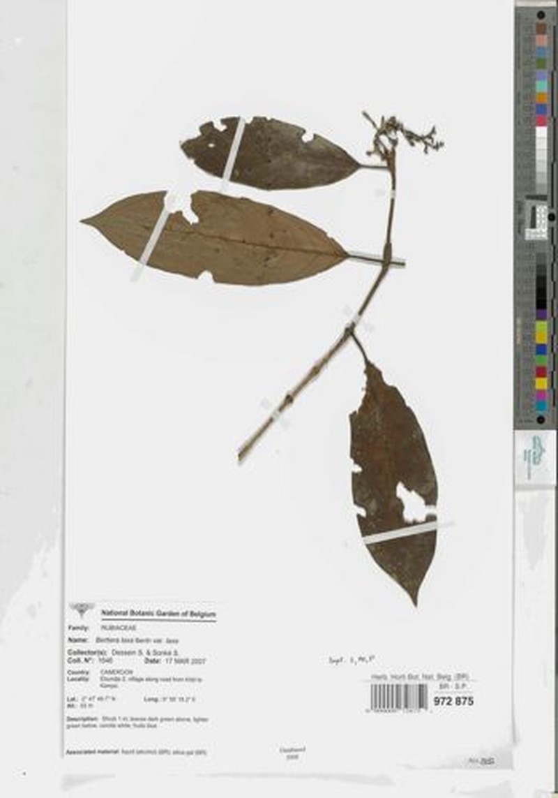 Bertiera laxa var. laxa
