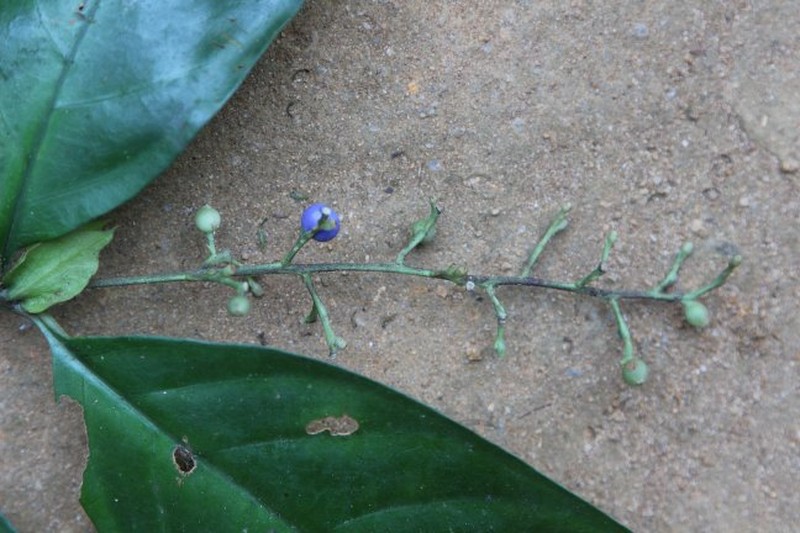 Bertiera laxissima