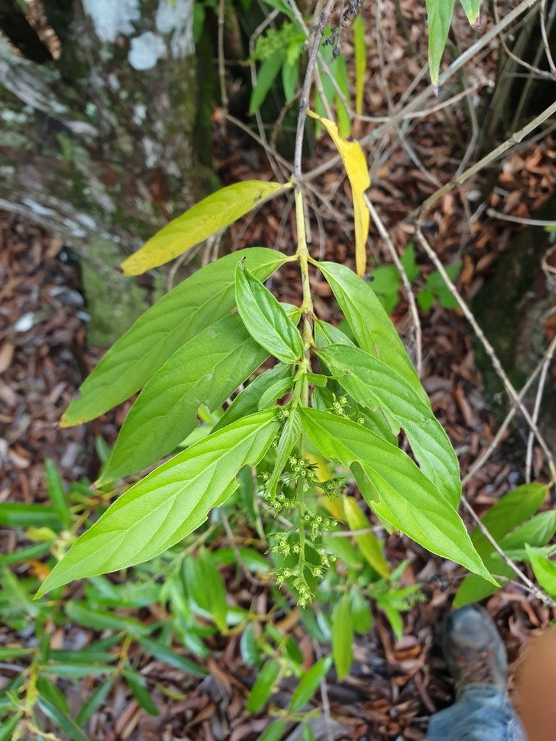 Bertiera longithyrsa