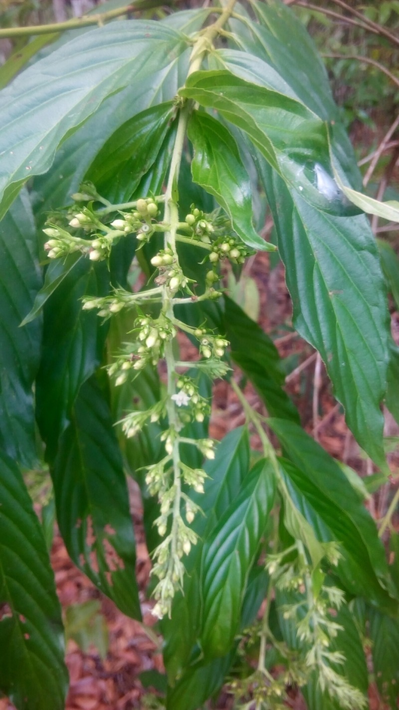 Bertiera longithyrsa photo 2