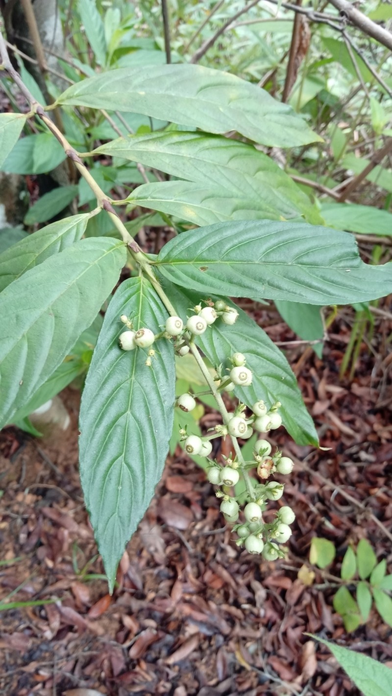 Bertiera longithyrsa photo 3