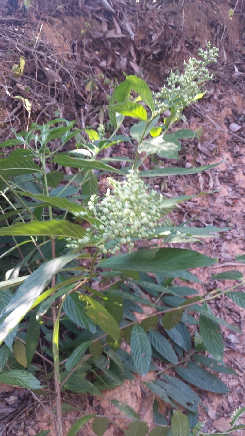 Bertiera longithyrsa photo 4
