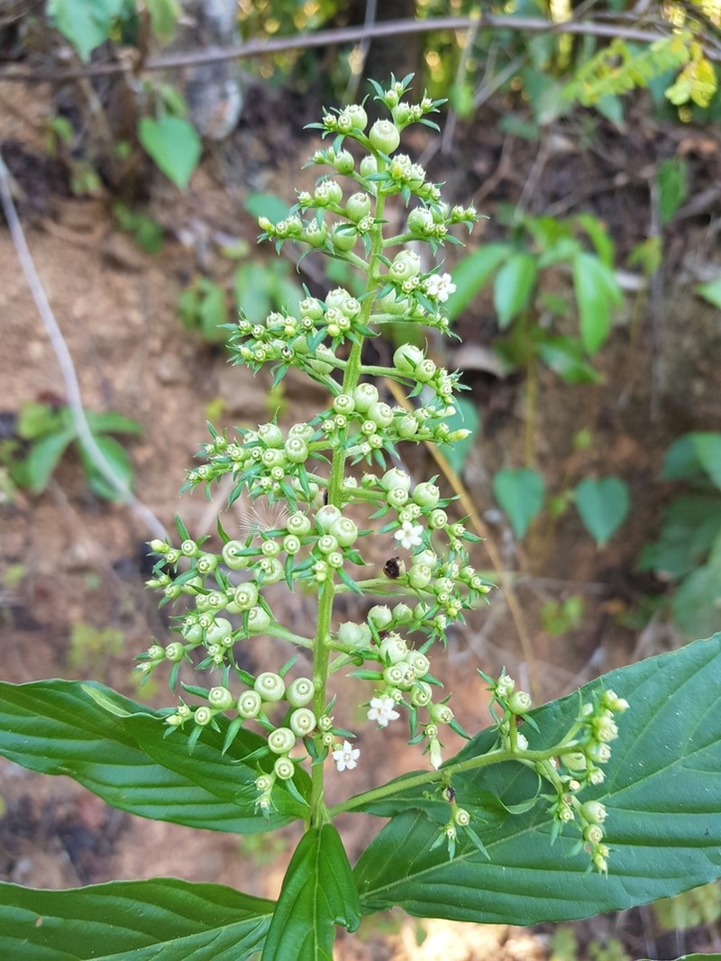 Bertiera longithyrsa photo 5