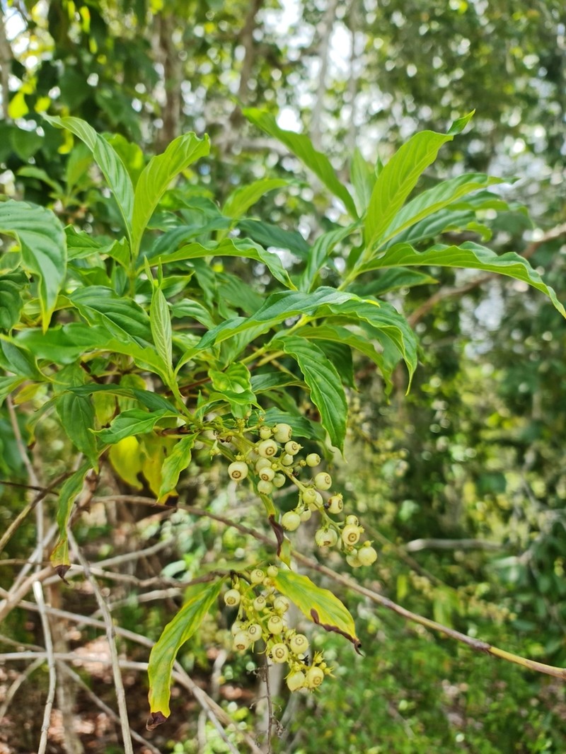 Bertiera longithyrsa photo 6