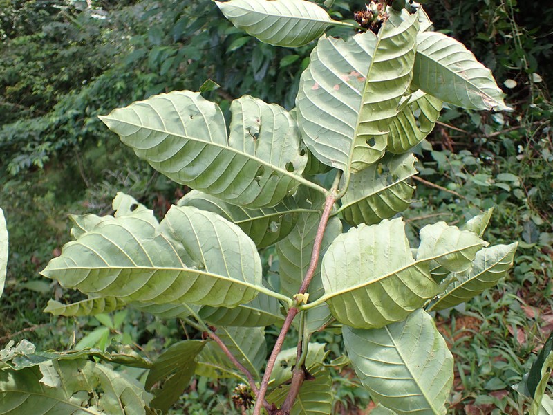 Bertiera naucleoides