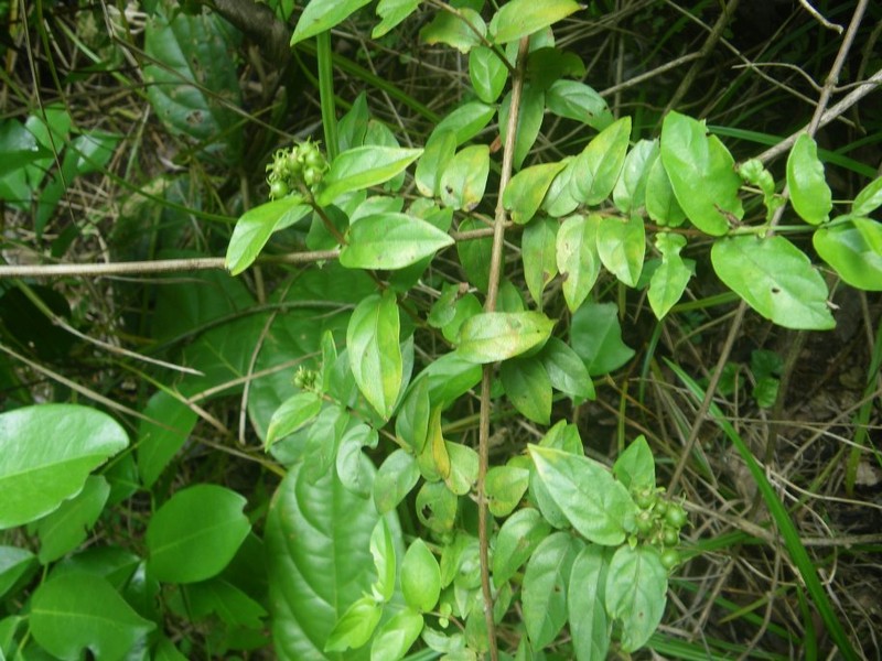 Bertiera orthopetala