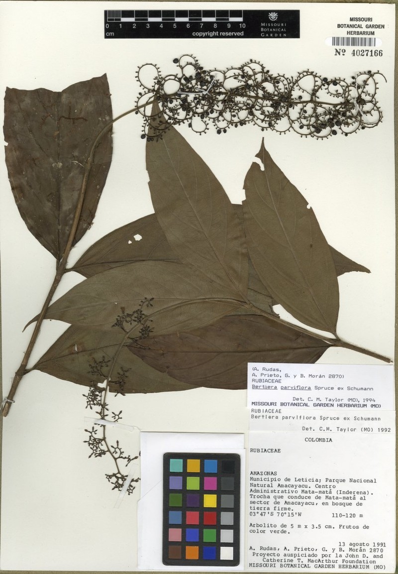 Bertiera parviflora photo 2