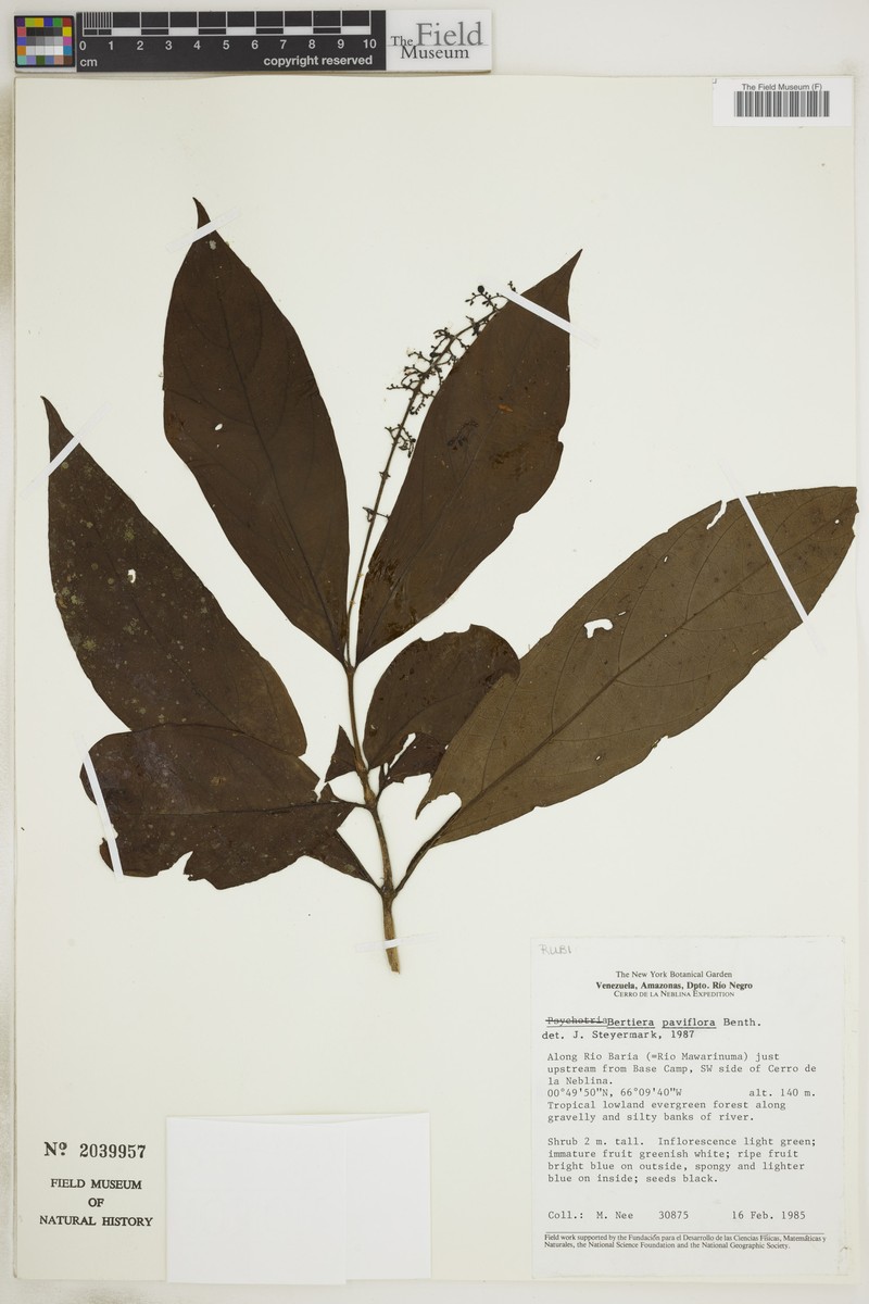 Bertiera parviflora photo 3