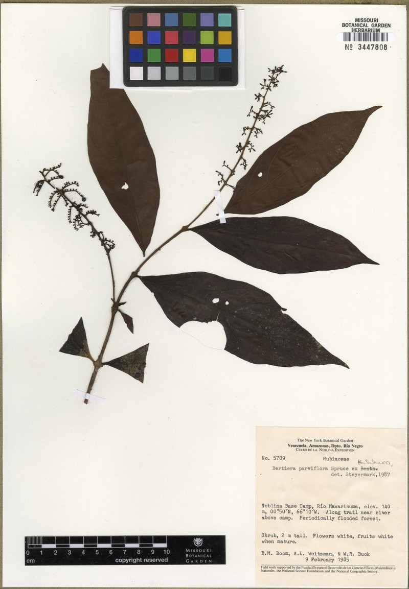 Bertiera parviflora photo 4