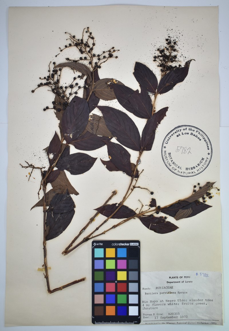 Bertiera parviflora