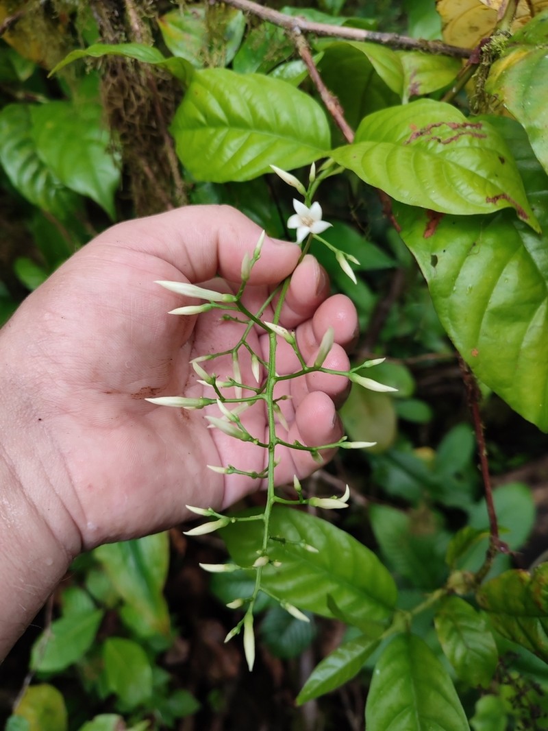 Bertiera pedicellata