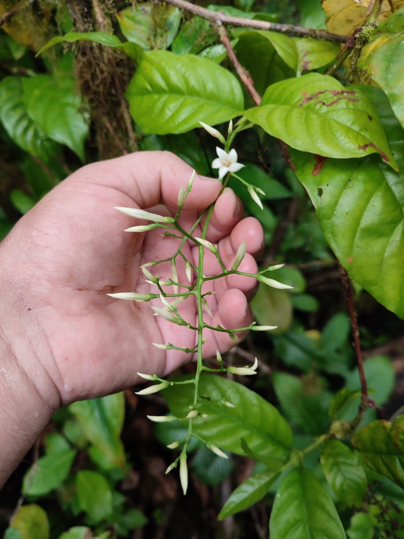 Bertiera pedicellata photo 2