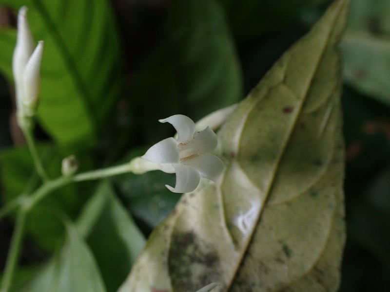 Bertiera pedicellata photo 3