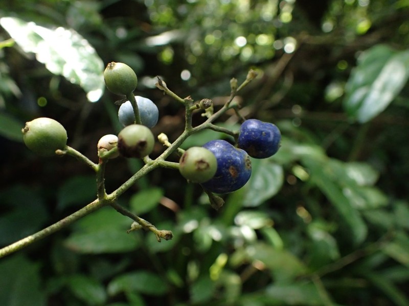 Bertiera pedicellata photo 4