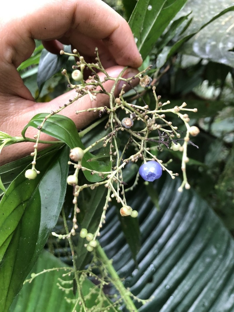 Bertiera procumbens