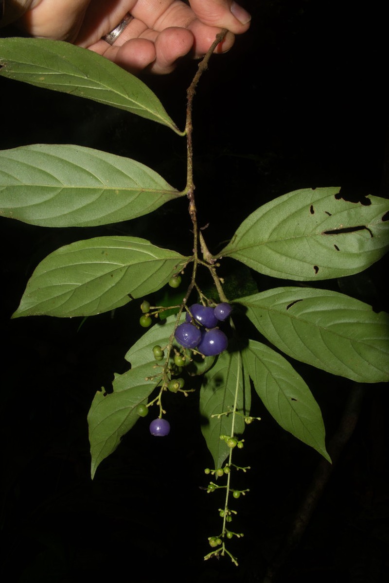 Bertiera procumbens photo 2