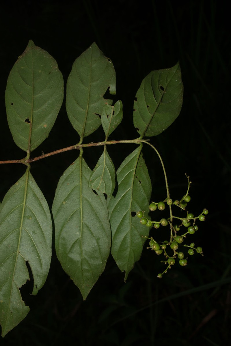 Bertiera procumbens photo 3