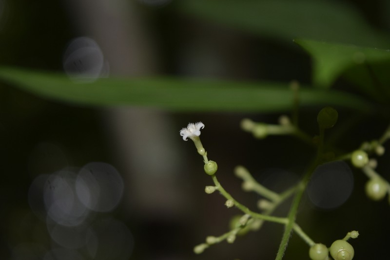 Bertiera procumbens photo 4